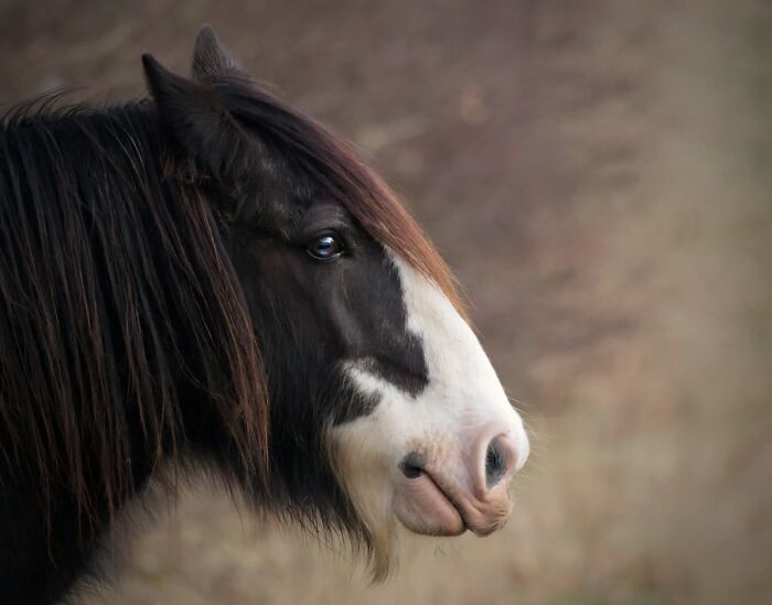 Get Ready! 50 Animal Photos That Are Seriously Awesome