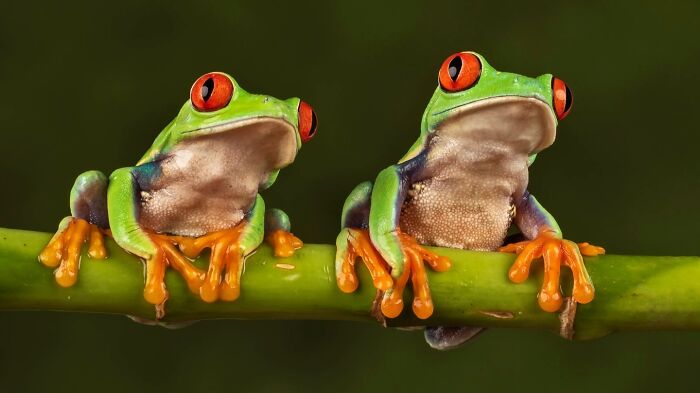 Get Ready! 50 Animal Photos That Are Seriously Awesome