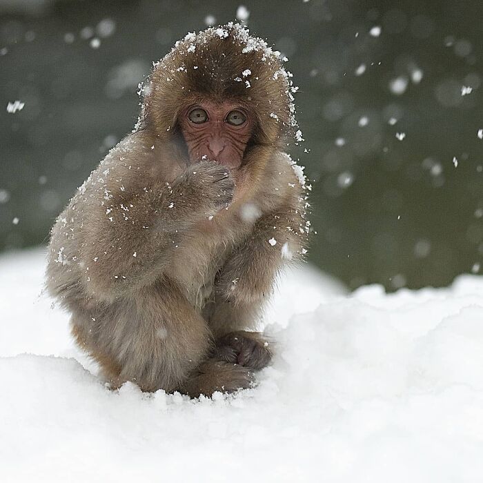 Get Ready! 50 Animal Photos That Are Seriously Awesome