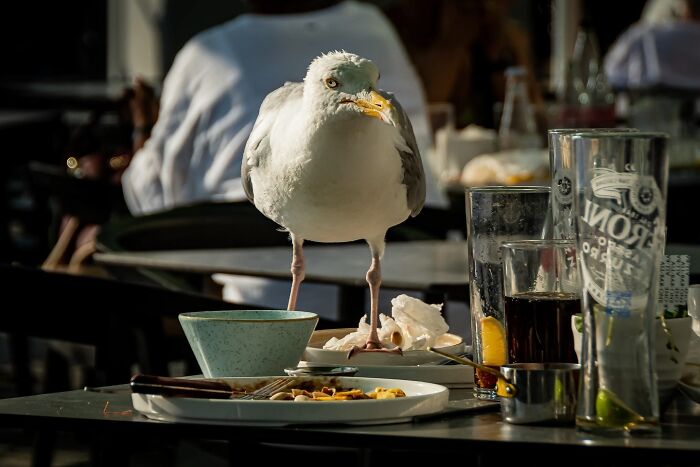 Get Ready! 50 Animal Photos That Are Seriously Awesome