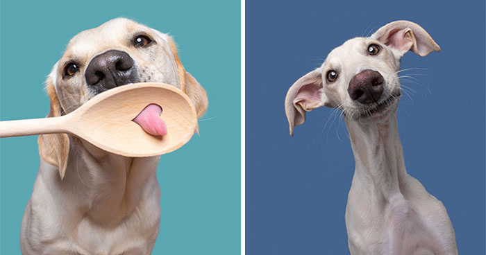 Wait Till You See These 49 Dogs Showing Off Their Crazy Personalities!