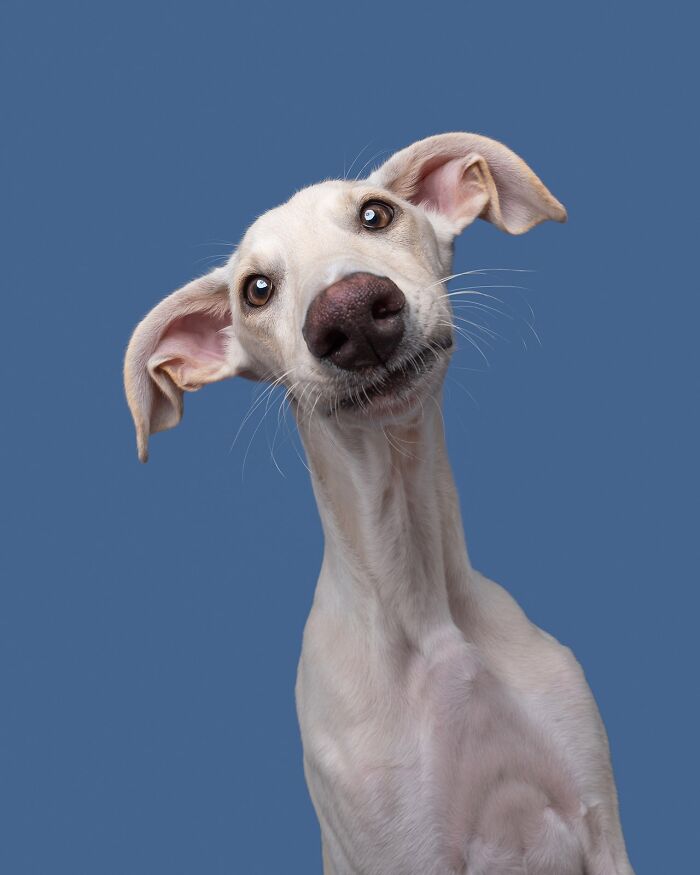 Wait Till You See These 49 Dogs Showing Off Their Crazy Personalities!