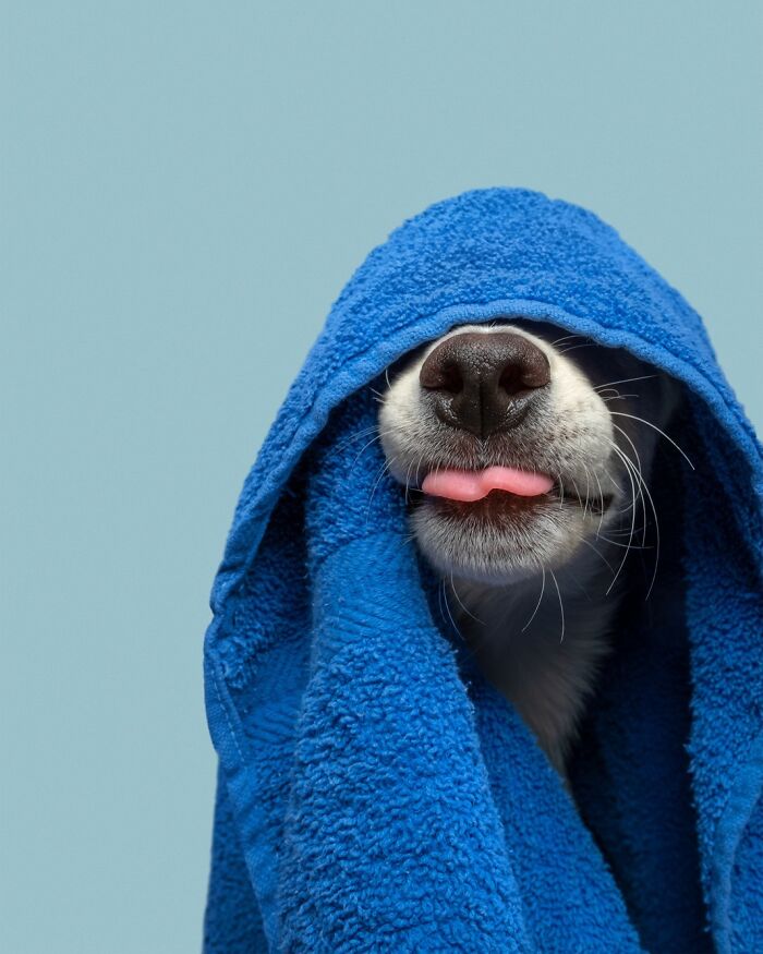 Wait Till You See These 49 Dogs Showing Off Their Crazy Personalities!