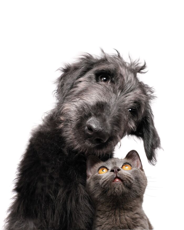 Wait Till You See These 49 Dogs Showing Off Their Crazy Personalities!