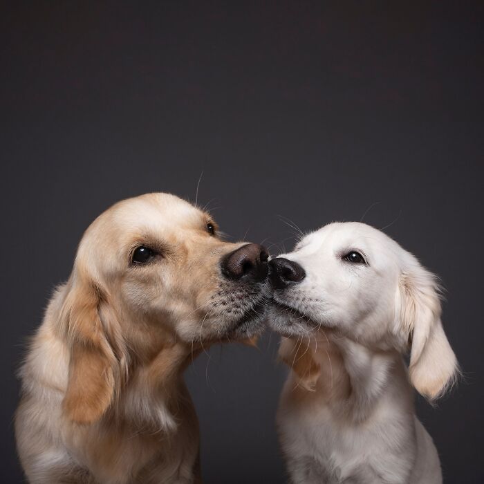 Wait Till You See These 49 Dogs Showing Off Their Crazy Personalities!