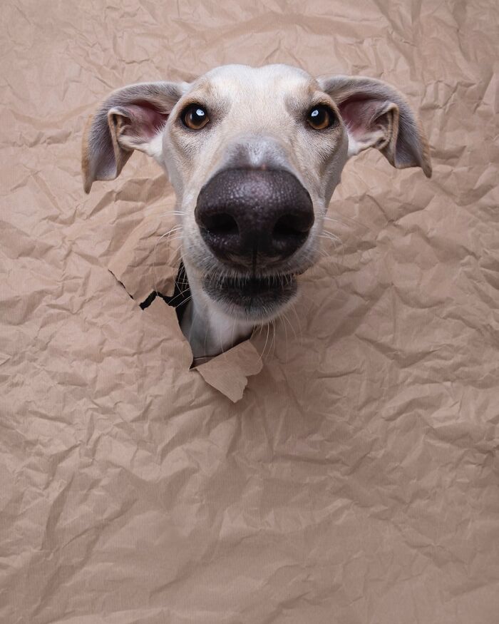 Wait Till You See These 49 Dogs Showing Off Their Crazy Personalities!