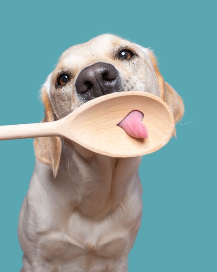 Wait Till You See These 49 Dogs Showing Off Their Crazy Personalities!