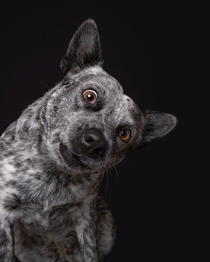 Wait Till You See These 49 Dogs Showing Off Their Crazy Personalities!
