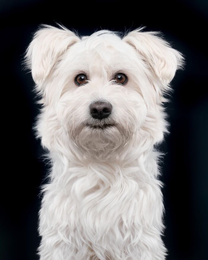 Wait Till You See These 49 Dogs Showing Off Their Crazy Personalities!