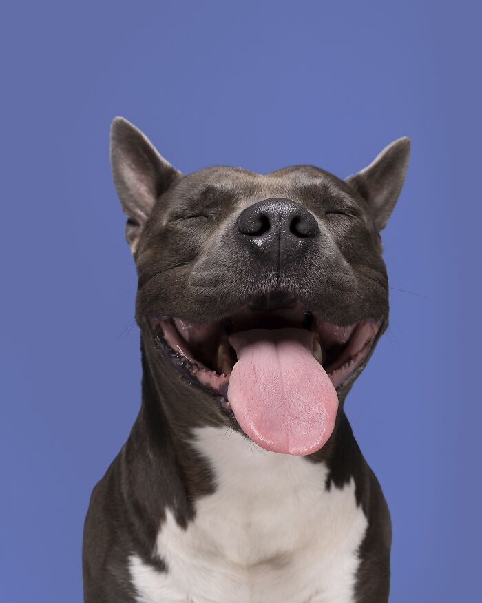 Wait Till You See These 49 Dogs Showing Off Their Crazy Personalities!
