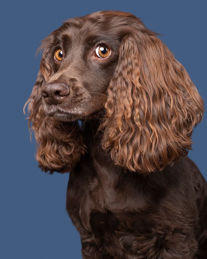 Wait Till You See These 49 Dogs Showing Off Their Crazy Personalities!