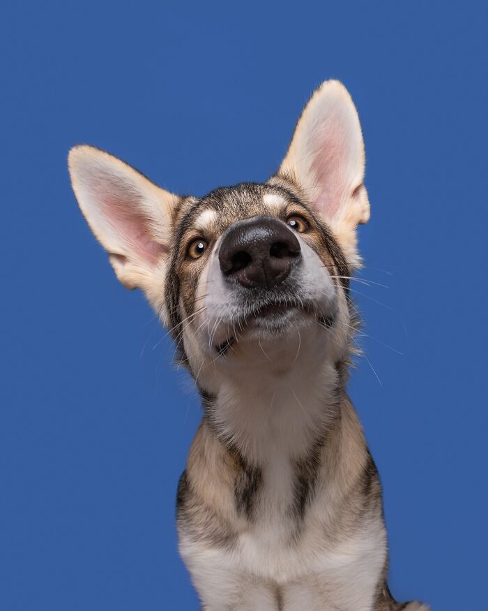 Wait Till You See These 49 Dogs Showing Off Their Crazy Personalities!