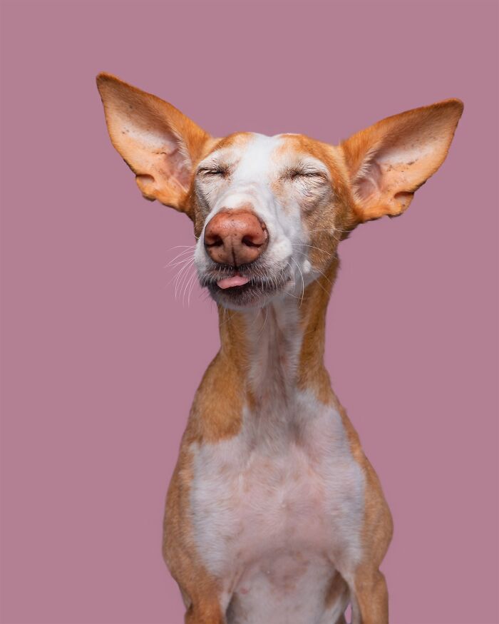 Wait Till You See These 49 Dogs Showing Off Their Crazy Personalities!