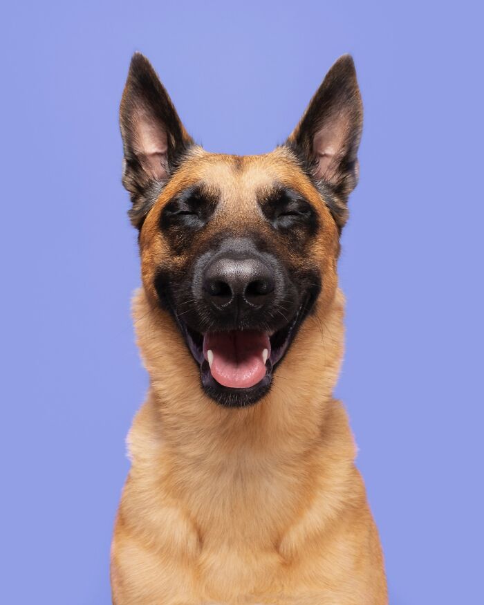 Wait Till You See These 49 Dogs Showing Off Their Crazy Personalities!