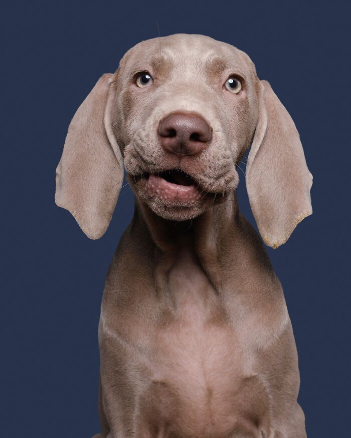 Wait Till You See These 49 Dogs Showing Off Their Crazy Personalities!