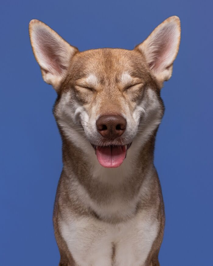 Wait Till You See These 49 Dogs Showing Off Their Crazy Personalities!