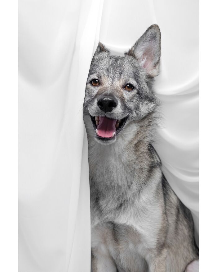 Wait Till You See These 49 Dogs Showing Off Their Crazy Personalities!