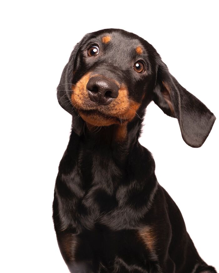 Wait Till You See These 49 Dogs Showing Off Their Crazy Personalities!