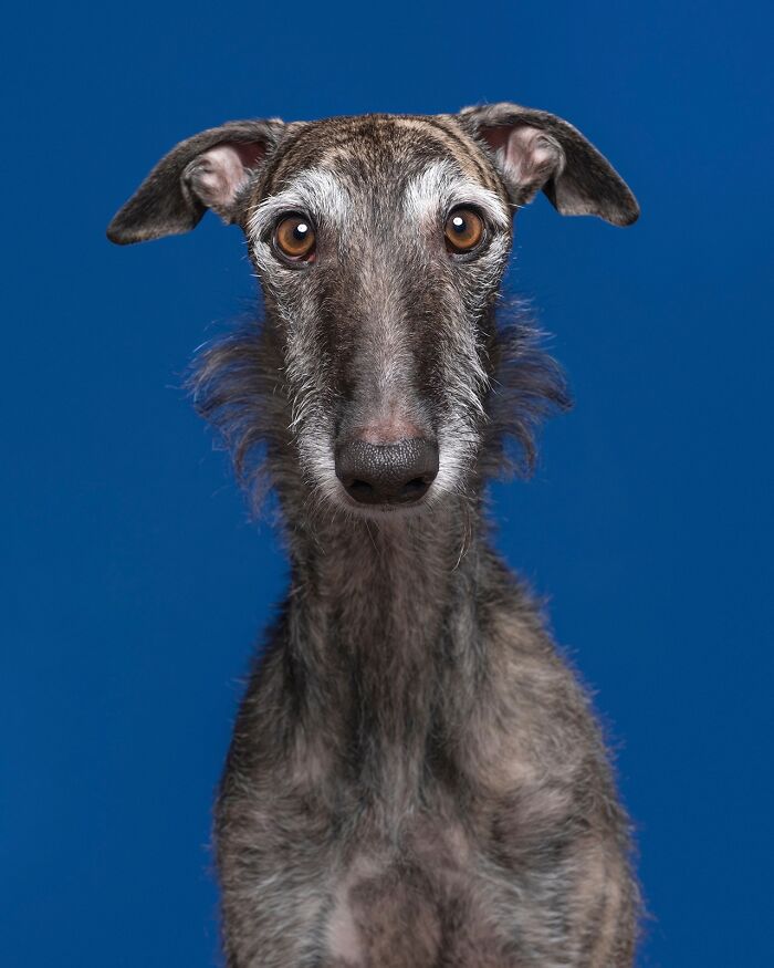 Wait Till You See These 49 Dogs Showing Off Their Crazy Personalities!