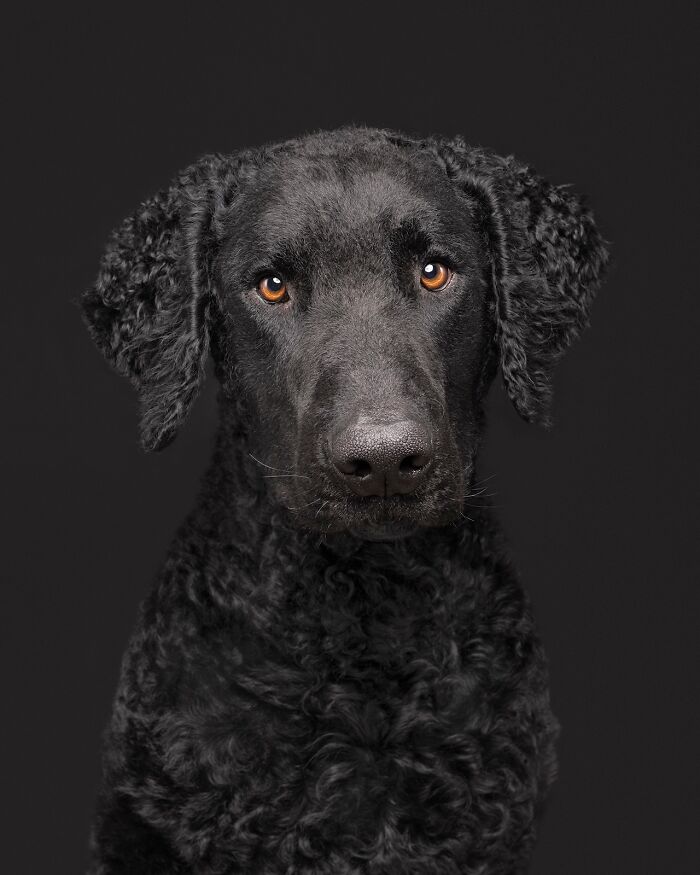 Wait Till You See These 49 Dogs Showing Off Their Crazy Personalities!