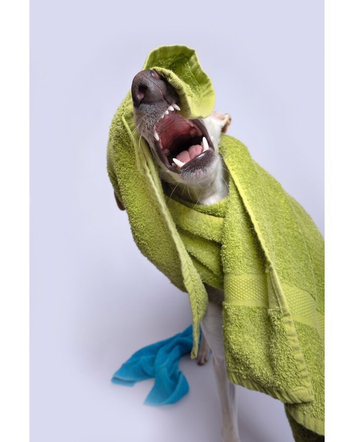 Wait Till You See These 49 Dogs Showing Off Their Crazy Personalities!