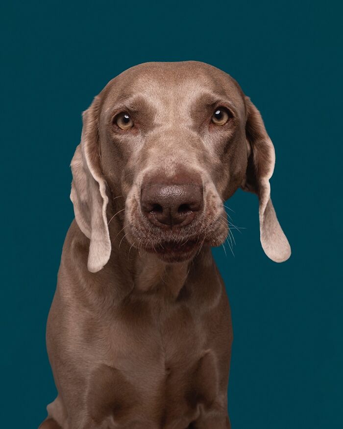 Wait Till You See These 49 Dogs Showing Off Their Crazy Personalities!