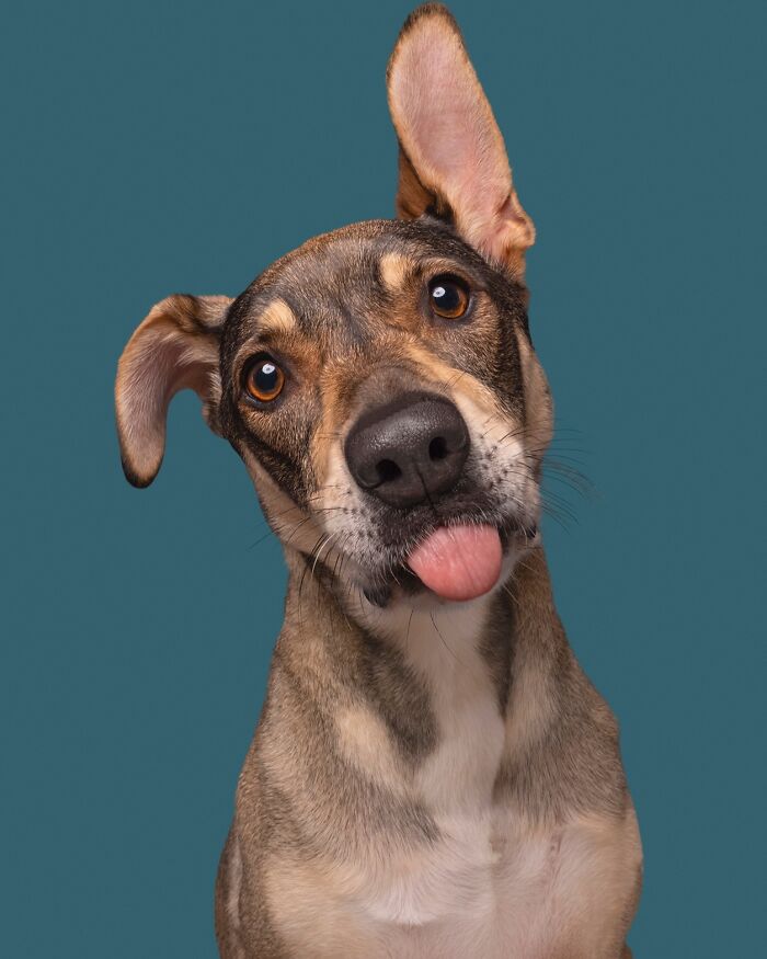 Wait Till You See These 49 Dogs Showing Off Their Crazy Personalities!