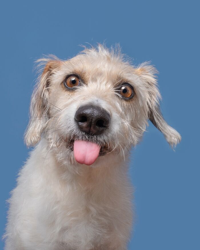 Wait Till You See These 49 Dogs Showing Off Their Crazy Personalities!