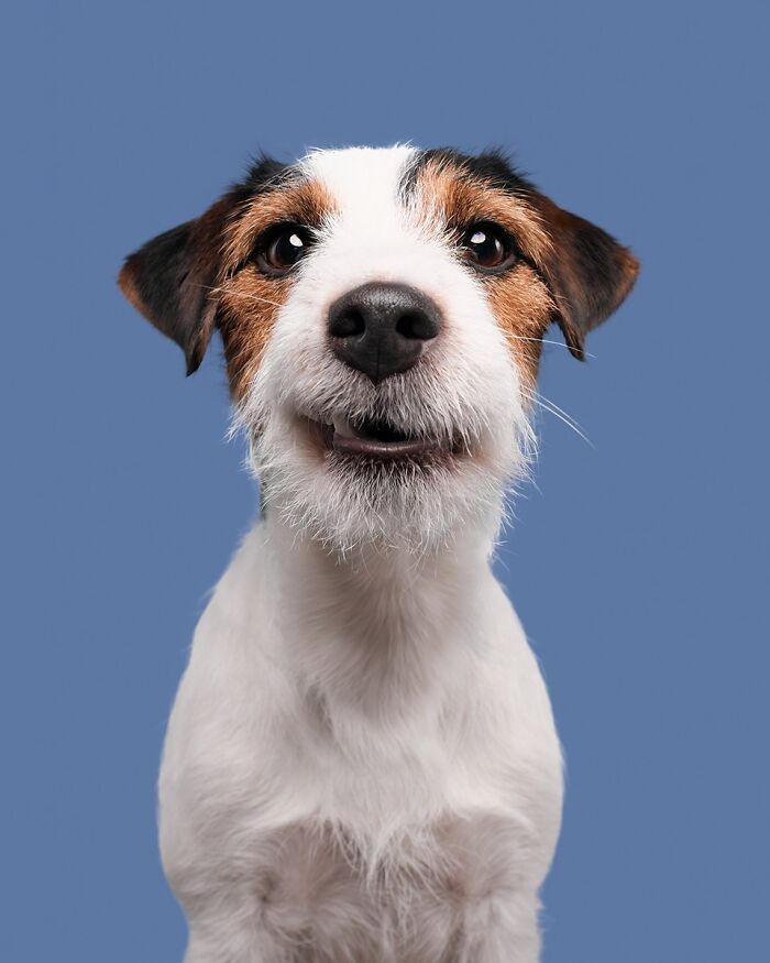 Wait Till You See These 49 Dogs Showing Off Their Crazy Personalities!