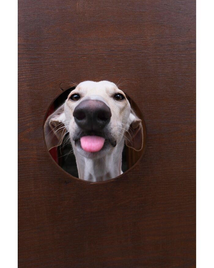Wait Till You See These 49 Dogs Showing Off Their Crazy Personalities!