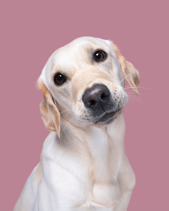 Wait Till You See These 49 Dogs Showing Off Their Crazy Personalities!