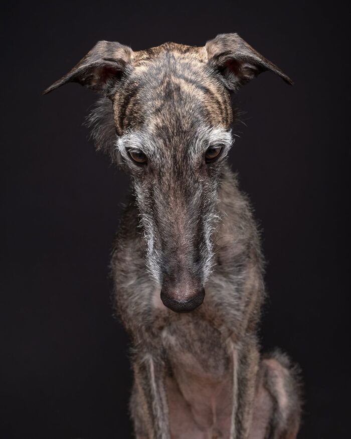 Wait Till You See These 49 Dogs Showing Off Their Crazy Personalities!