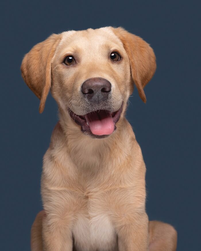 Wait Till You See These 49 Dogs Showing Off Their Crazy Personalities!