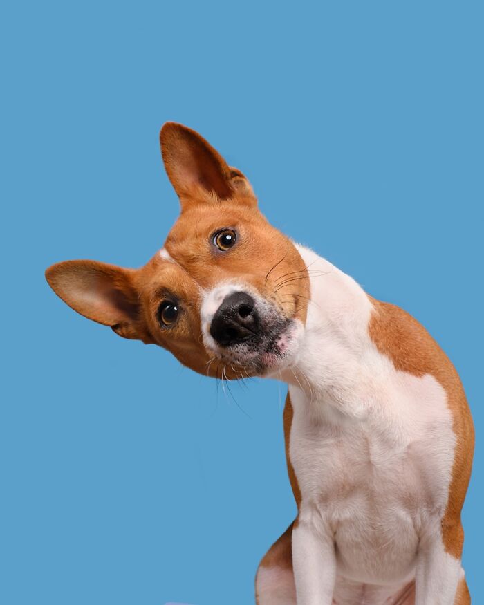 Wait Till You See These 49 Dogs Showing Off Their Crazy Personalities!