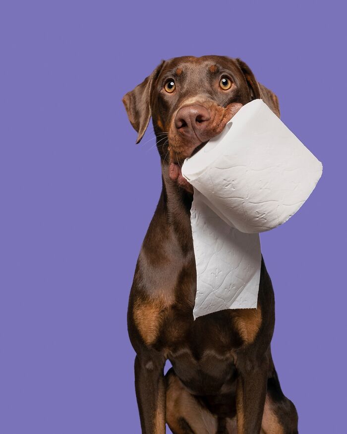 Wait Till You See These 49 Dogs Showing Off Their Crazy Personalities!