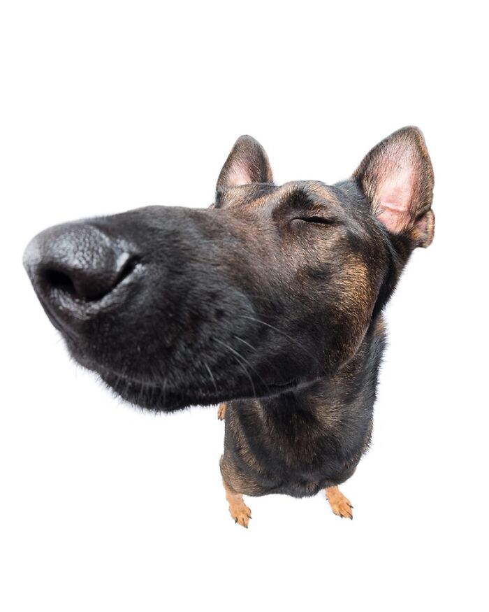 Wait Till You See These 49 Dogs Showing Off Their Crazy Personalities!