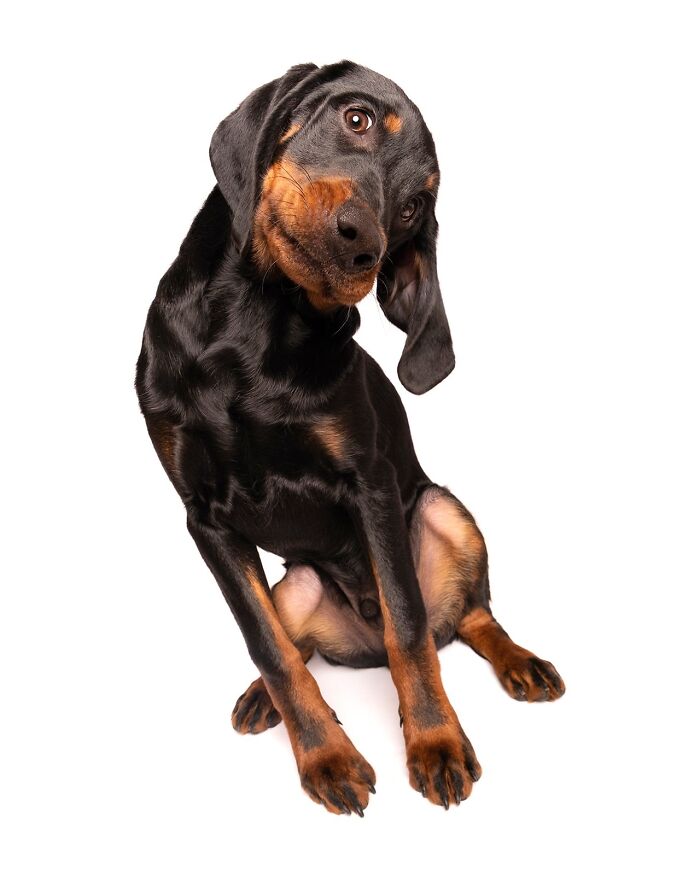 Wait Till You See These 49 Dogs Showing Off Their Crazy Personalities!