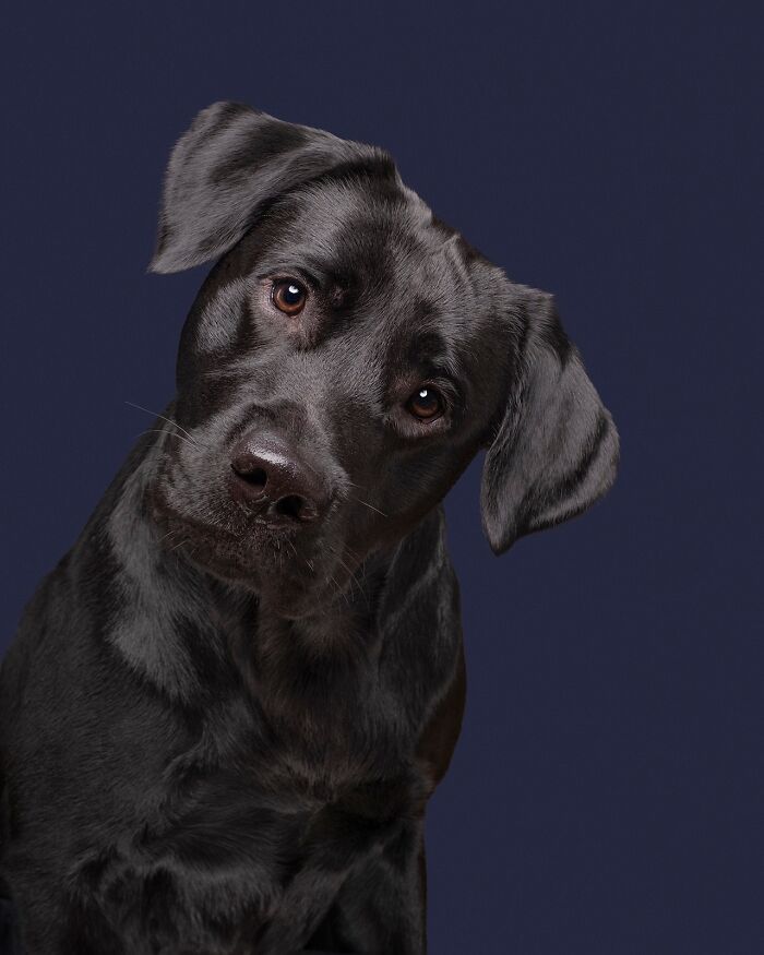 Wait Till You See These 49 Dogs Showing Off Their Crazy Personalities!