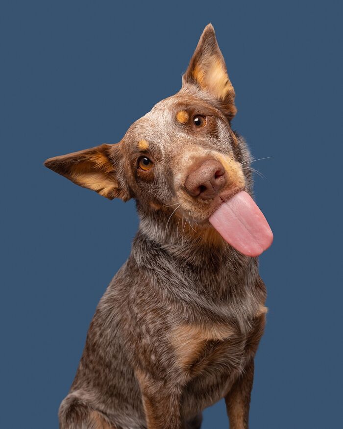 Wait Till You See These 49 Dogs Showing Off Their Crazy Personalities!