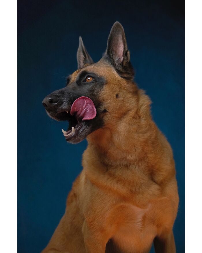 Wait Till You See These 49 Dogs Showing Off Their Crazy Personalities!