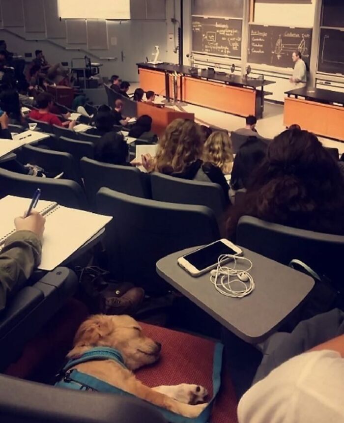 Get Ready for Some Seriously Silly Doggo Moments