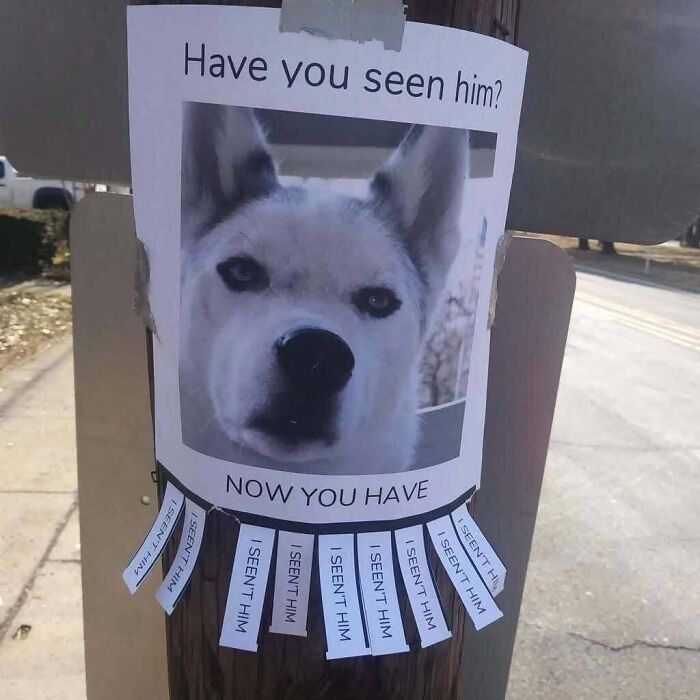 Get Ready for Some Seriously Silly Doggo Moments