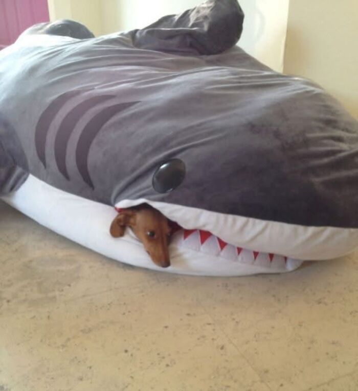 Get Ready for Some Seriously Silly Doggo Moments