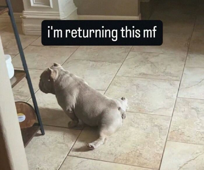 Get Ready for Some Seriously Silly Doggo Moments