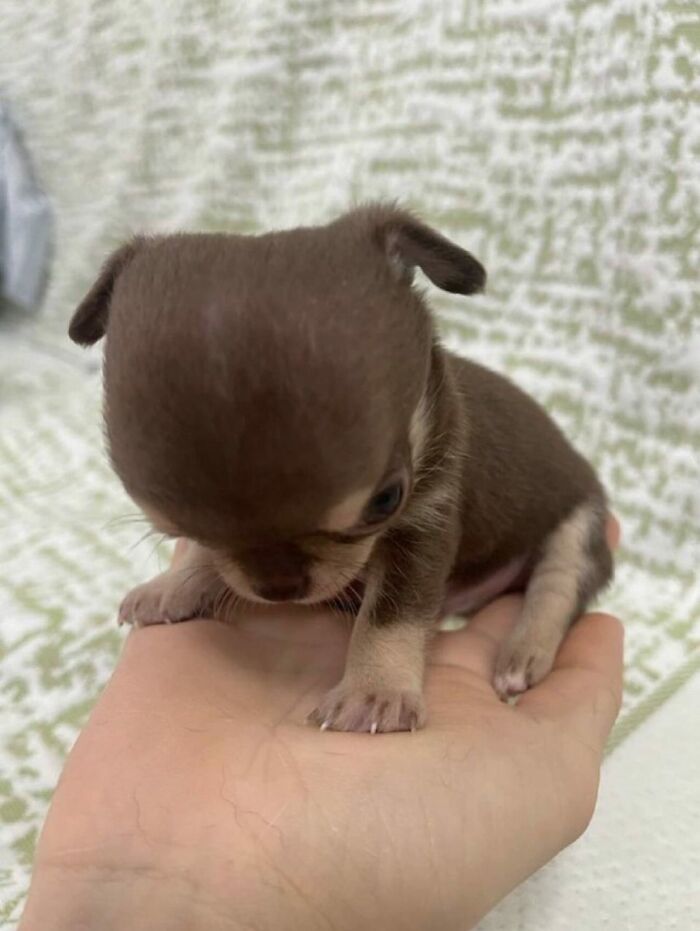 Get Ready for Some Seriously Silly Doggo Moments