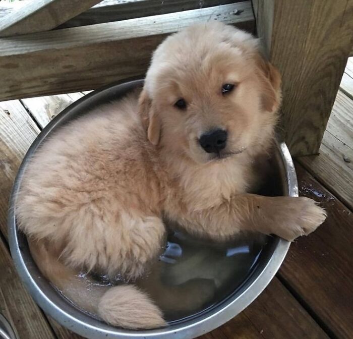 Get Ready for Some Seriously Silly Doggo Moments