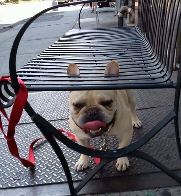 Get Ready for Some Seriously Silly Doggo Moments