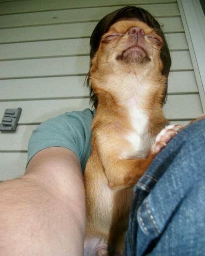 Get Ready for Some Seriously Silly Doggo Moments