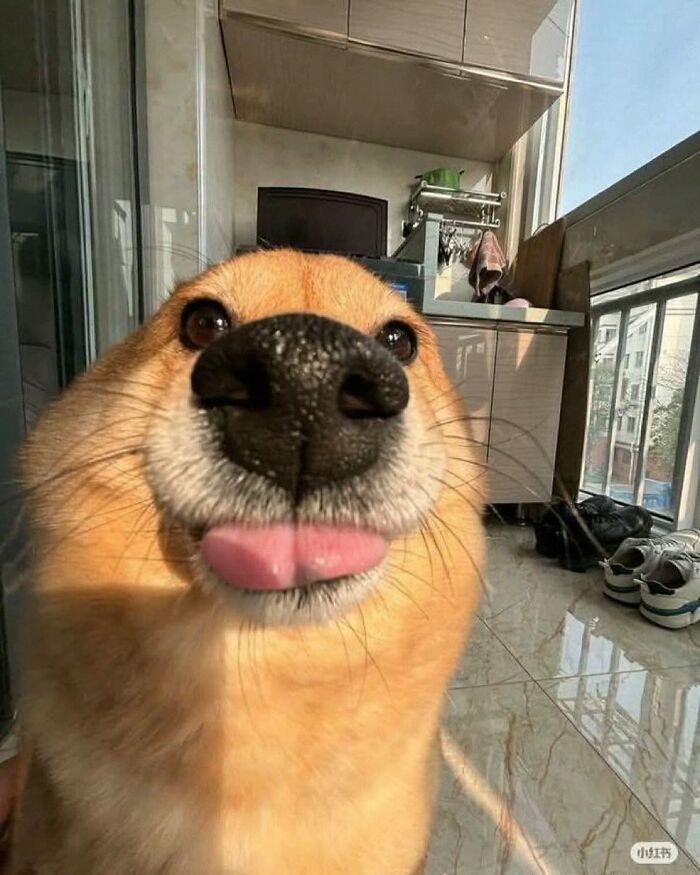 Get Ready for Some Seriously Silly Doggo Moments