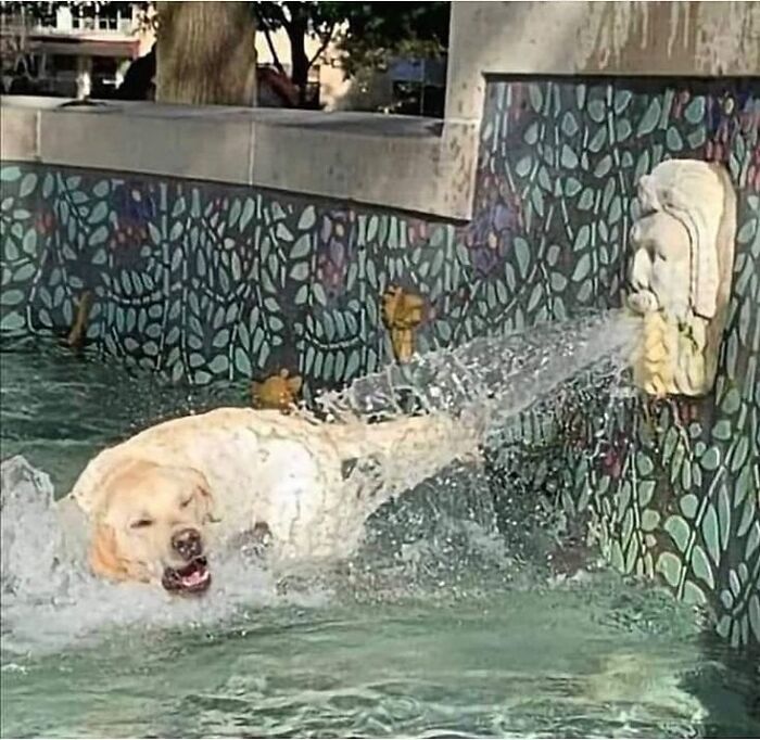 Get Ready for Some Seriously Silly Doggo Moments